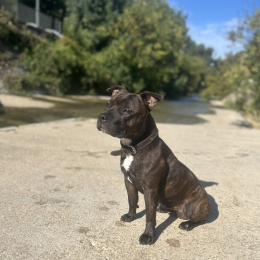 Ulyss profile