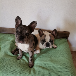 Prince et raoul profile