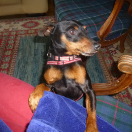 Max profile
