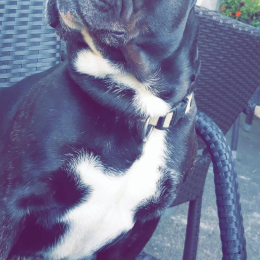 Jabba profile