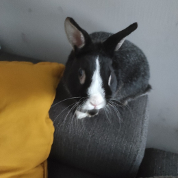 Sophie profile