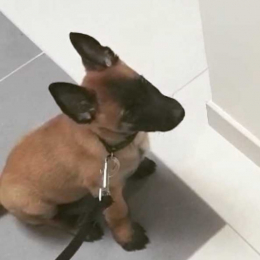 Dobby profile