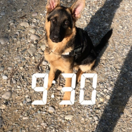 Pablo profile