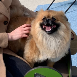 Boobi profile