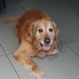 Jango profile