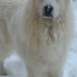 Obélix profile