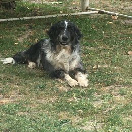 Patou et pépère profile