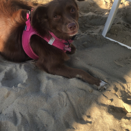 Brownie profile