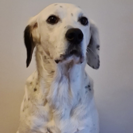 Loki profile