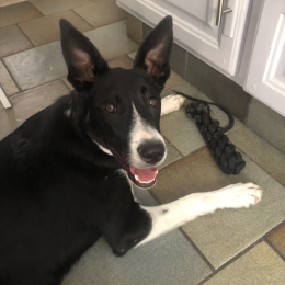 Jack profile