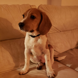 Uno profile