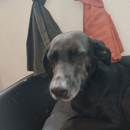 Lola profile