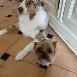 Ivy et mlustic profile