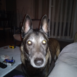 Cesar profile