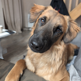 Vasco profile