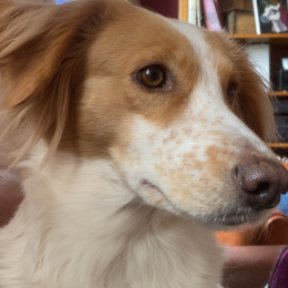 Dita profile