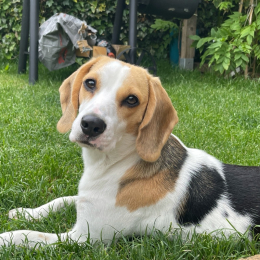 Leia profile