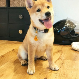 Ryu profile