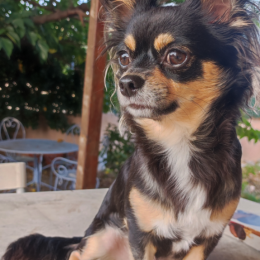 Maya profile