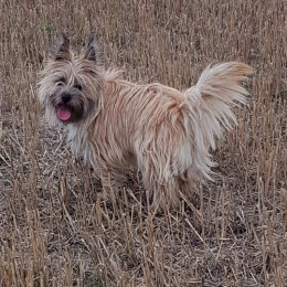 Scottie profile
