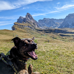 Fauve profile