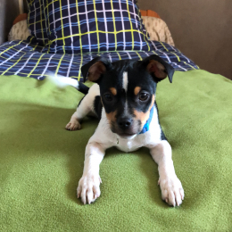Vito profile