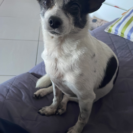 Nina profile