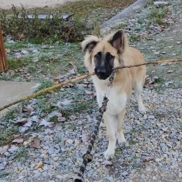 Koda profile