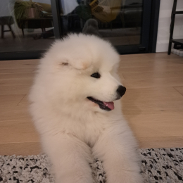 Usko profile