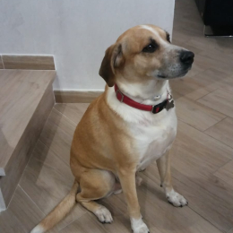 Sam profile