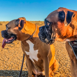 Oops & tanky profile