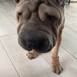 Doggo profile