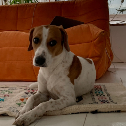 Milka profile