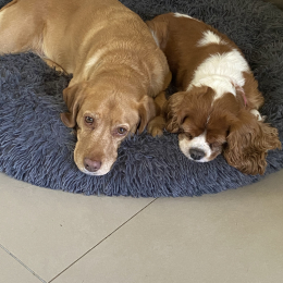 Janis et genka profile