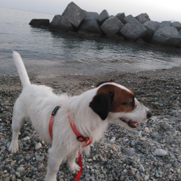 Snoopy profile