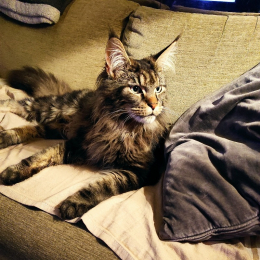 Céline profile