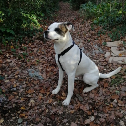 Oï profile