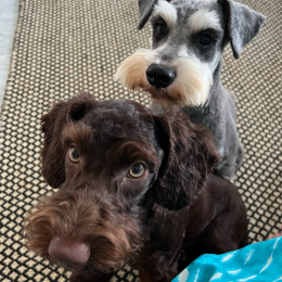 Zorro & charlie profile