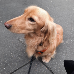 Francesco profile
