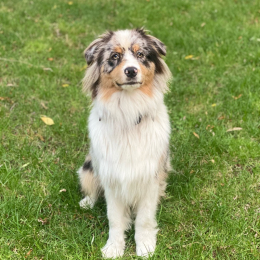Uno profile