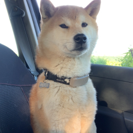 Aiko profile