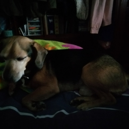Nadia profile