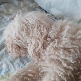 Chipie profile