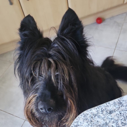Masha profile