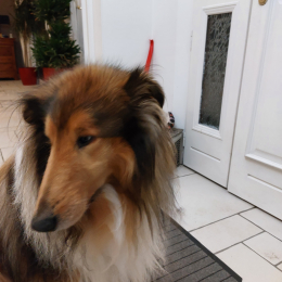 Nisko profile