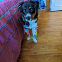 Uno profile