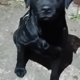 Valgo profile
