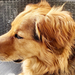 Oreo et pitch profile