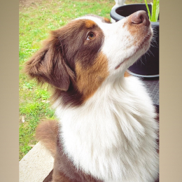 Symba profile