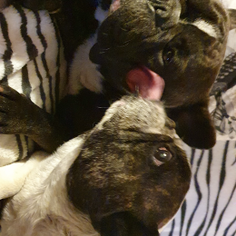 Diego et ostin profile